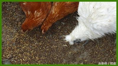 鸡吃什么可以改善肉质—蝇蛆养鸡