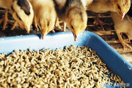 猪粪养蝇蛆喂鸡让你轻松解决污染多赚钱，你愿意么？