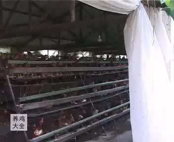 鸡+蝇蛆+发酵床——鸡发生传染病时的紧急措施