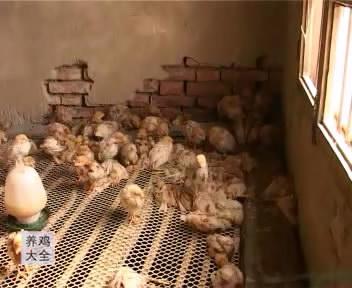 鸡+蝇蛆+发酵床——鸡发生传染病时的紧急措施