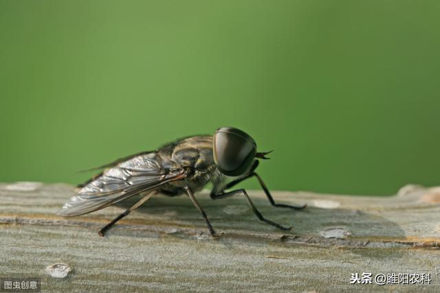 蝇蛆虽小，危害大，就用这两招，就能解决它