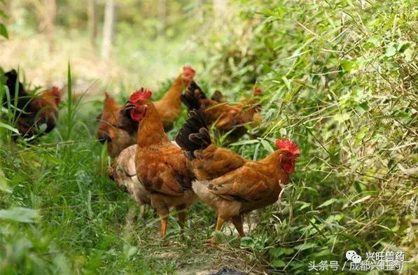 夏季鸡群总是容易发生腹泻？这是为什么？