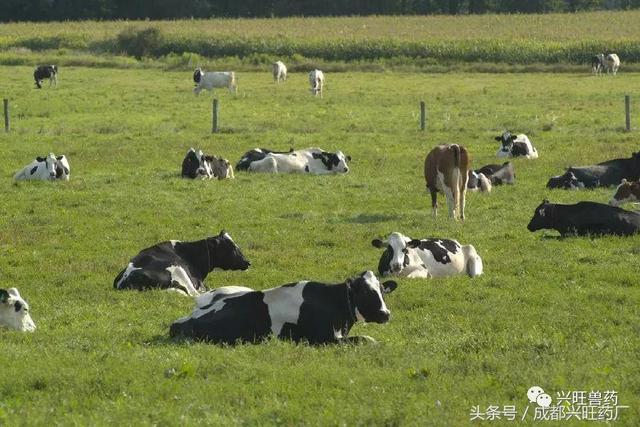 高温季节常见牛病的防治要点（下篇）