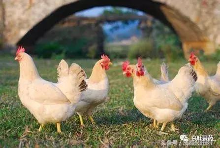夏季养鸡这三大病，你都了解吗？
