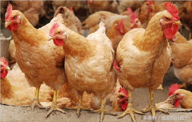 该如何有效防治鸡传染性滑膜炎